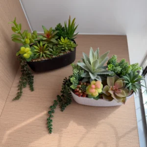 DR0109 (1) profile - Suculentas que No Necesitan Cuidado