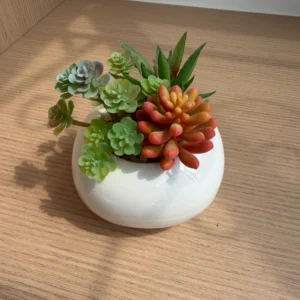 DR0110 (5) profile - Plantas Decorativas sin Riego
