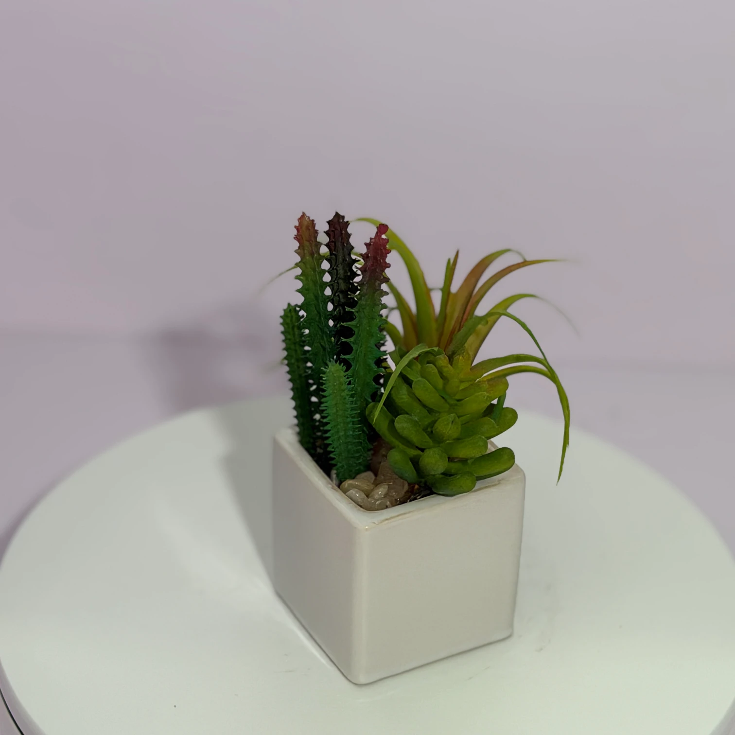 DR0119 (1) - Plantas que Siempre Están Bellas