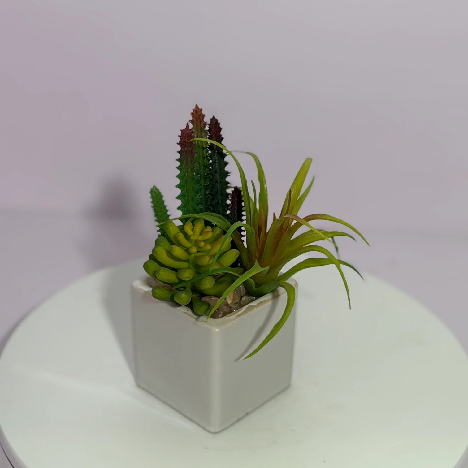 DR0119 (2) profile - Plantas que Siempre Están Bellas