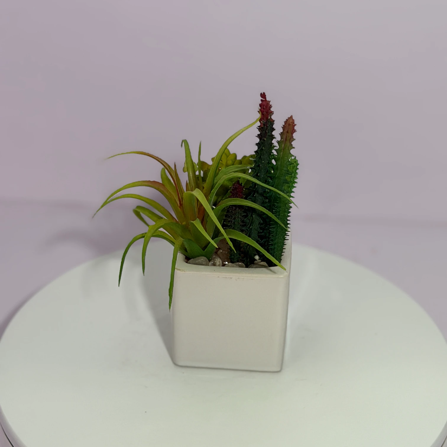 DR0119 (3) - Plantas que Siempre Están Bellas