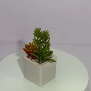 DR0120 (1) profile - Suculentas de Aspecto Natural