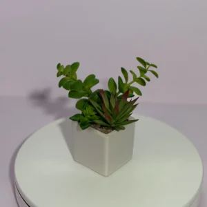 DR0126 (1) profile - Mini Suculenta Artificial en Maceta Cuadrada