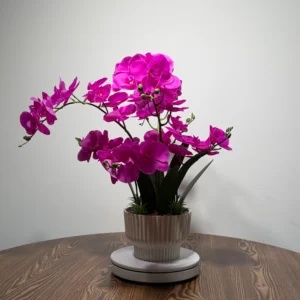 HD0021 (1) profile - Vibrant Fuchsia Phalaenopsis Orchid Arrangement