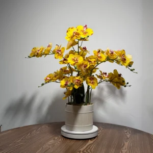 HD0043 (2) profile - Orquídeas Phalaenopsis Amarillas de Alto Impacto