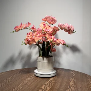 HD0044 (1) profile - Bonsái de Orquídea Naranja-Rosa Realista